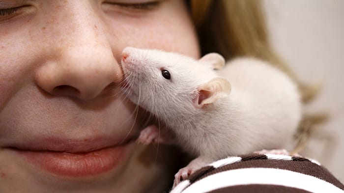 ReLife Global | Как понять, что крыса вас любит?