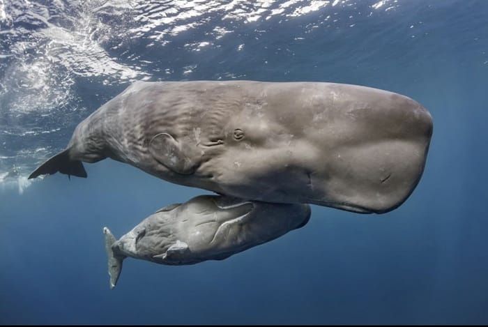 ReLife Global | Сколько осталось китов в мире?